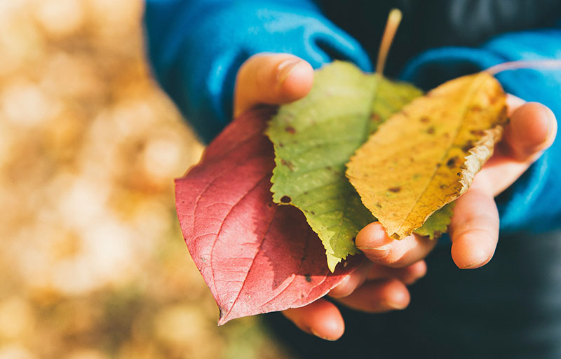 Fall Harvest Field Trip